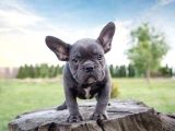 Blue French Bulldog Egzoti̇k Bebeği̇mi̇z