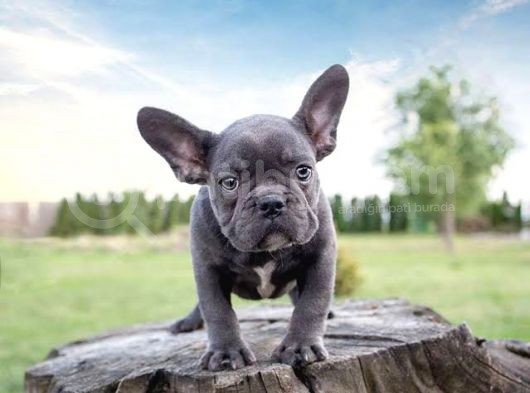 Blue French Bulldog Egzoti̇k Bebeği̇mi̇z görsel