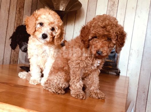 Orjinal Toy Poodle görsel
