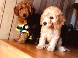 Orjinal Toy Poodle