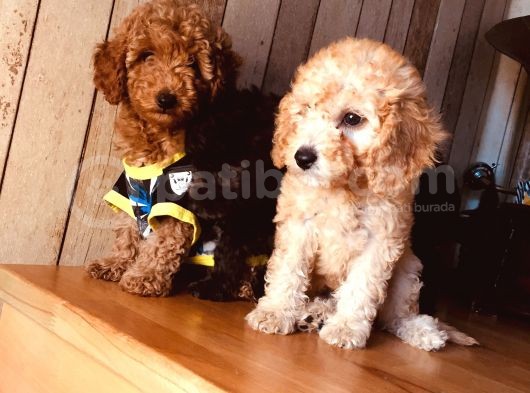 Orjinal Toy Poodle