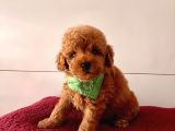 Safkan Toy Poodle Yavrularımız