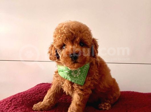 Safkan Toy Poodle Yavrularımız