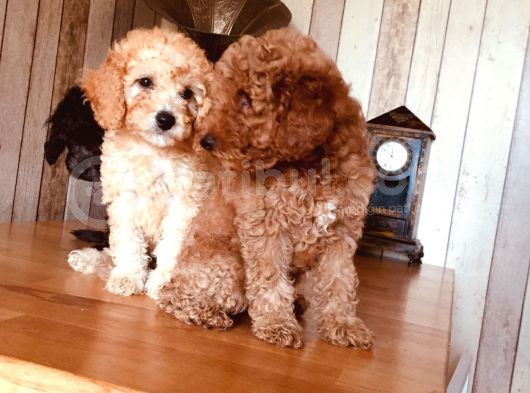 Orjinal Toy Poodle görsel