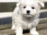 Kore Kan Maltese Yavrular