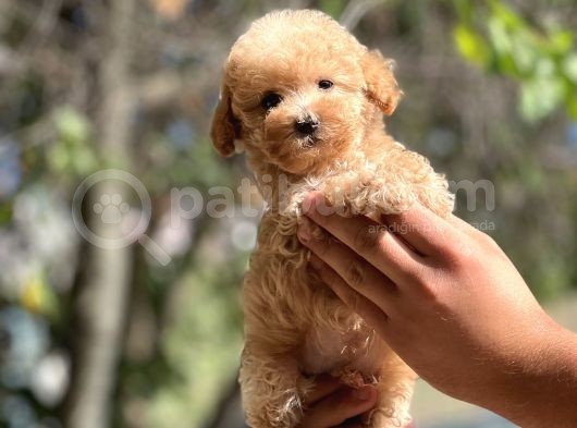 Show Kalite Poodle Bebekler görsel