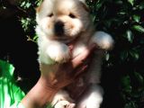 Chow Chow Yavrular