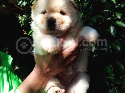 Chow Chow Yavrular görsel