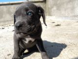 Blue Cane Corsa Yavrular