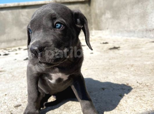 Blue Cane Corsa Yavrular görsel