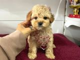 Muhtesem Maltipoo Bebekler