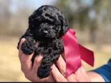 Si̇yah İnci̇ Toy Poodle Bebeği̇mi̇z