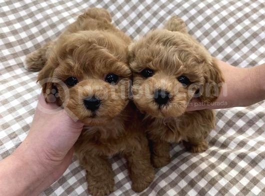 A Plus Toy Poodle Yavrular
