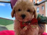 Çoook Sevimli Tea Cup Ve Toy Poodle Bebeklerimiz