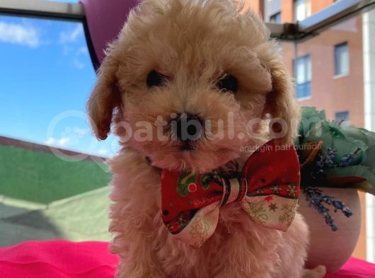 Çoook Sevimli Tea Cup Ve Toy Poodle Bebeklerimiz görsel