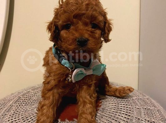 Çoook Sevimli Tea Cup Ve Toy Poodle Bebeklerimiz görsel