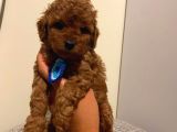 Çoook Sevimli Tea Cup Ve Toy Poodle Bebeklerimiz