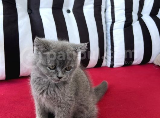 Muhteşem Güzellik! Koca Kafalı, Ayıcık Surat Erkek British Shorthair görsel