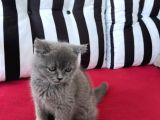 Koca Kafalı, Ayıcık Surat Erkek British Shorthair Sahi̇plen!