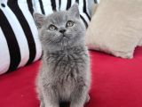 Muhteşem Güzellik! Koca Kafalı, Ayıcık Surat Erkek British ShortHair