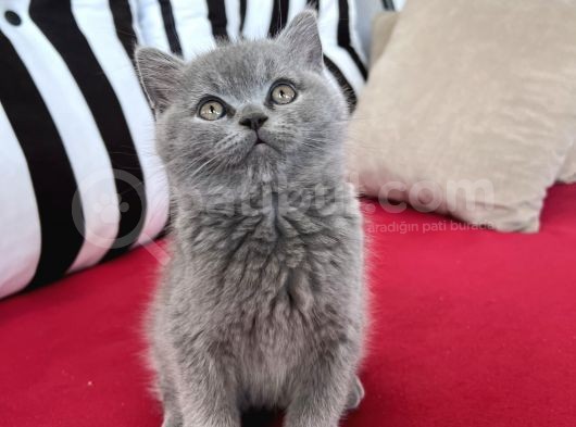 Muhteşem Güzellik! Koca Kafalı, Ayıcık Surat Erkek British Shorthair