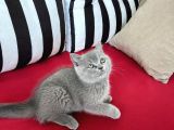 Muhteşem Güzellik! Koca Kafalı, Ayıcık Surat Erkek British Shorthair
