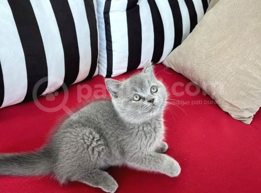 Muhteşem Güzellik! Koca Kafalı, Ayıcık Surat Erkek British Shorthair görsel