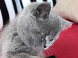 Muhteşem Güzellik! Koca Kafalı, Ayıcık Surat Erkek British Shorthair