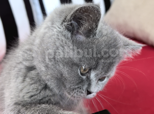 Koca Kafalı, Ayıcık Surat Erkek British Shorthair Sahi̇plen! görsel