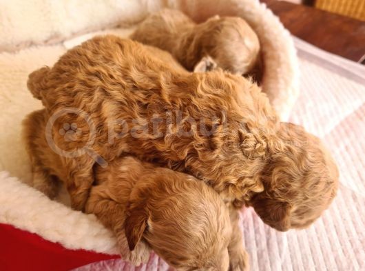 Kaniş Yavru Köpekler görsel