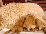 Kaniş Yavru Köpekler
