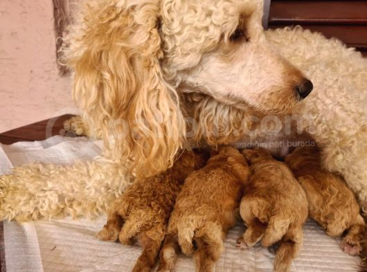 Kaniş Yavru Köpekler görsel