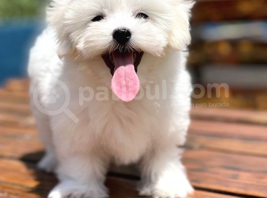 Show Kalite Maltese Terier Bebekler görsel