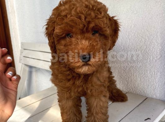 Karamelll.toypoodle ‘ In Bebişleriiii görsel