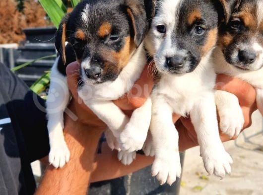 Jack Russel Yavrular