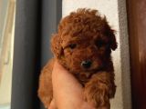 Karamelll.toypoodle ‘ In Bebişleriiii