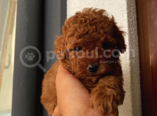 Karamelll.toypoodle ‘ In Bebişleriiii görsel