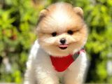 Safkan Teddy Face Pomeranian Boo Yavruları