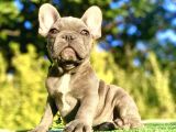 Egzoti̇k Blue French Bulldog Bebeği̇mi̇z