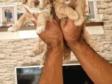 Maltipoo yavrular