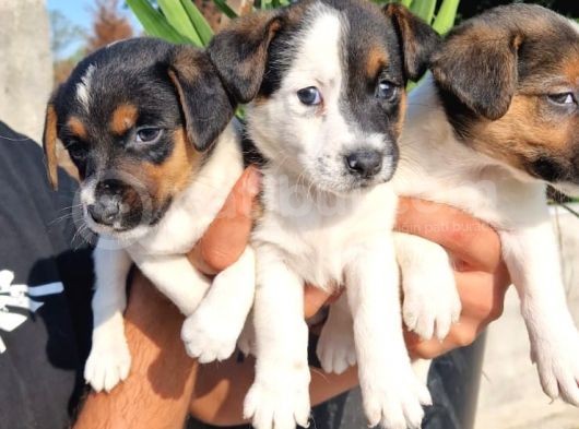 Jack Russel Yavrular görsel