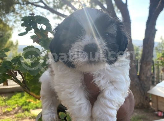 Irk Ve Sağlık  Garantili Shih Tzu Yavrularım