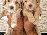 Maltipoo Yavrular