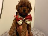 Redbrown Aşılı Pasaportlu Toypoodle Bebekler