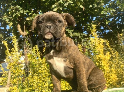 Bri̇ndle French Bulldog Yavrularimiz görsel