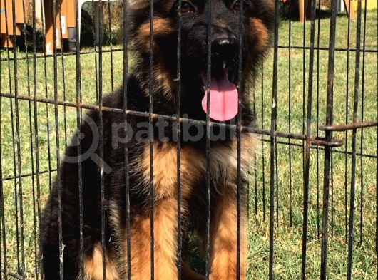 Secereli̇ Uzun Tüylü Alman Secereli̇ Uzun Tüylü Alman Çoban Köpeği̇ Yavrumuz İ Yavrumuz görsel