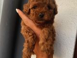 Ev Ortamında Büyüyen ToyPoodle Bebeklerimiz