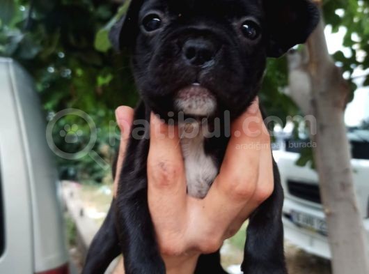 French Bulldog Yavrular