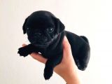 Orjinal Pugmops Siyah Yavrularım
