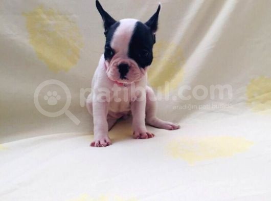 Maskeli Fransız Buldog Kardeşler görsel
